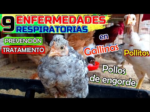 Video: Inseminación artificial de conejos: equipamiento, tecnología, rentabilidad