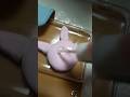 このVlog私の中でめっちゃすき