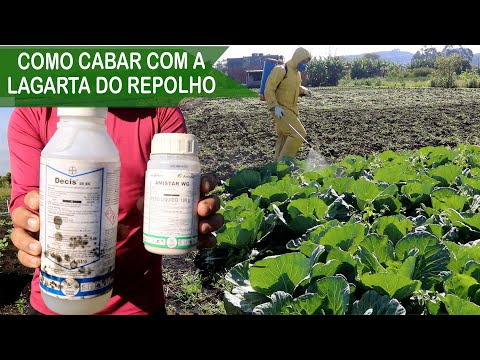 Vídeo: Livrando-se Da Traça Do Repolho