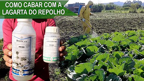 Como controlar a lagarta no repolho?