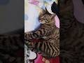 cat ✨ funny video 😂#shorts #ytshorts #viral thumbnail