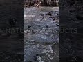 Close Your Eyes & Hear Nature #shorts #asmr #naturesounds