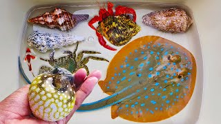 Catch pufferfish and hermit crabs, snails, conch, stingray, crabs, nemo fish, sea fish, turtles