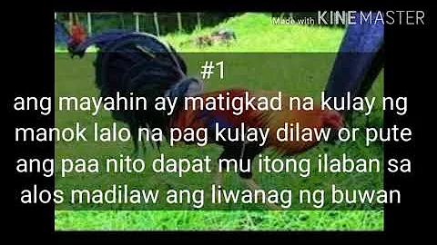 Paraan upang manalo ang manok na mayahin na dilaw ang paa or pute