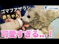 ゴマフアザラシの赤ちゃん～授乳編～＠しながわ水族館【しぶき】