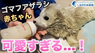 ゴマフアザラシの赤ちゃん授乳編しながわ水族館