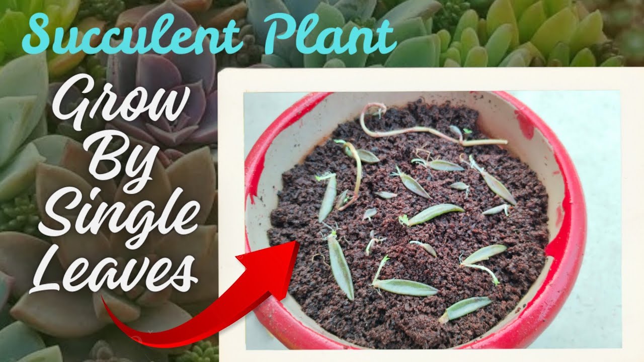 Succulent Plant Propagation Easy Way By Single Leaf 🌿 
