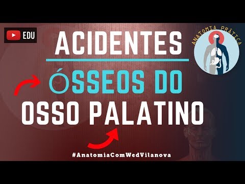 Osso Palatino ACIDENTES ÓSSEOS! Quais são❗❓DESCUBRA AQUI❗ [Anatomia Prática]