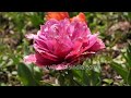 Peony-flowered Tulip at wildfilmsindia botanical gardens: Tulip fools one into thinking it a Peony