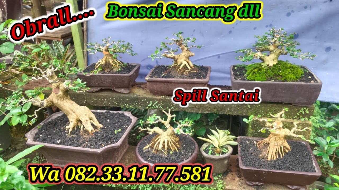 Obral... Spill santai Bonsai Sancang dll WA 082.33.11.77.581