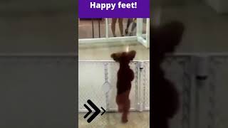 Happy feet! Dogs dancing #Shorts #Dogs dancing