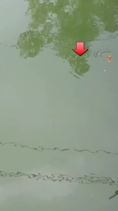 kumbul ngetrik//mancing ikan bawal @mister_aji #shorts
