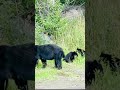 A Mothers Love!#alaska #mountains #wildlife #nature #outdoors #bear #alaskaadventures #scenicviews