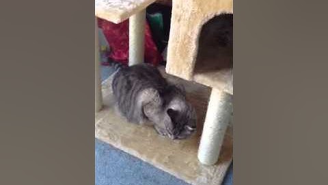 Cats, Catnip, and our new Cat-Tree