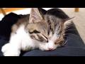 Cute little kitten who fell asleep while waiting for its owner to finish work…