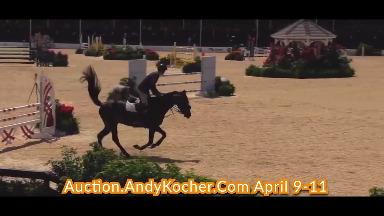 Andy Kocher Sport Horse Auction April 911 2022 Medana Maverick S YouTube