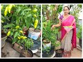 How to grow & care mirchi/HARVEST/6 inches మట్టి/ఆకు ముడత ఎలా/quote of the day