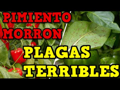 Vídeo: Cómo Proteger Los Pimientos De Plagas Y Enfermedades