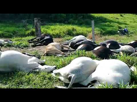 Vídeo – Pecuarista perde 34 cabeças de gado atingidas por raio em Cacaulândia, RO