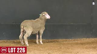 LOT 226