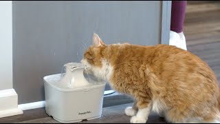 Premier Pet 60oz Fountain Quick Overview