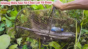Thăm Lờ Cá Lóc , Không Hiểu Sao Nó To Vậy Mà Chui Lọt Vô Được Hay Thật