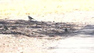 American Pipits running across road wagging tails