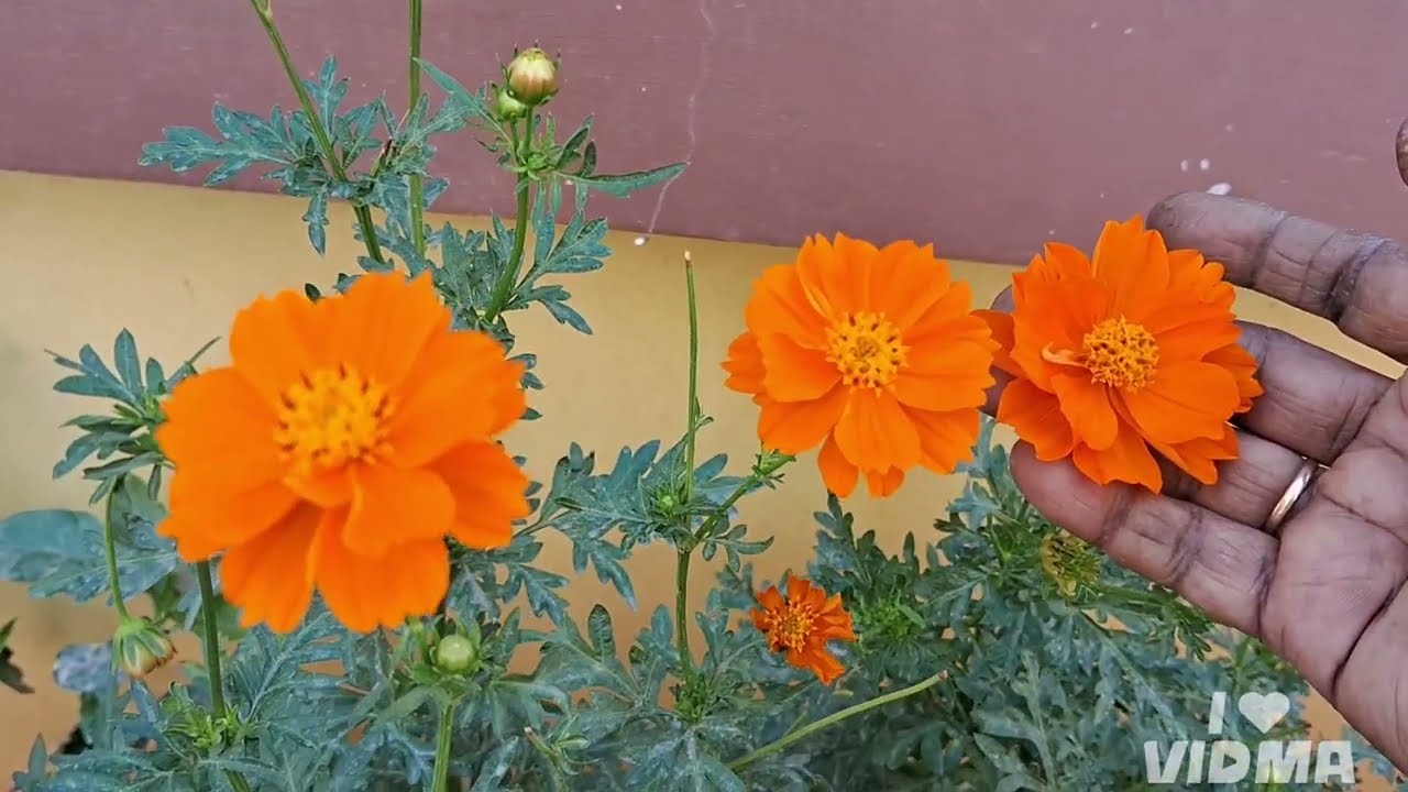 #radha#manoharam#flowers#seeds#harvest#
