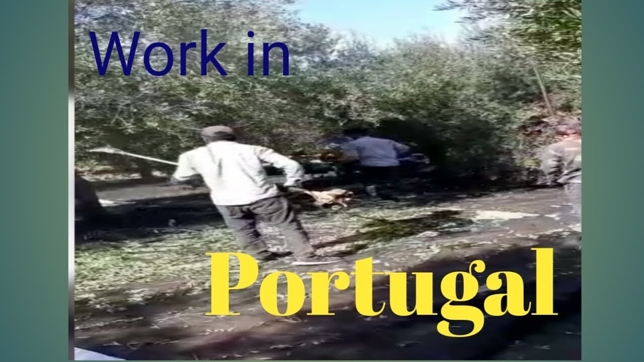 Work In Portugal What Type Of Work In Portugal Portugal Mai Kaam