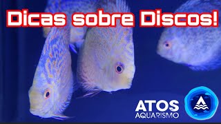 Discus Fish Tips with Renato Munhoz!