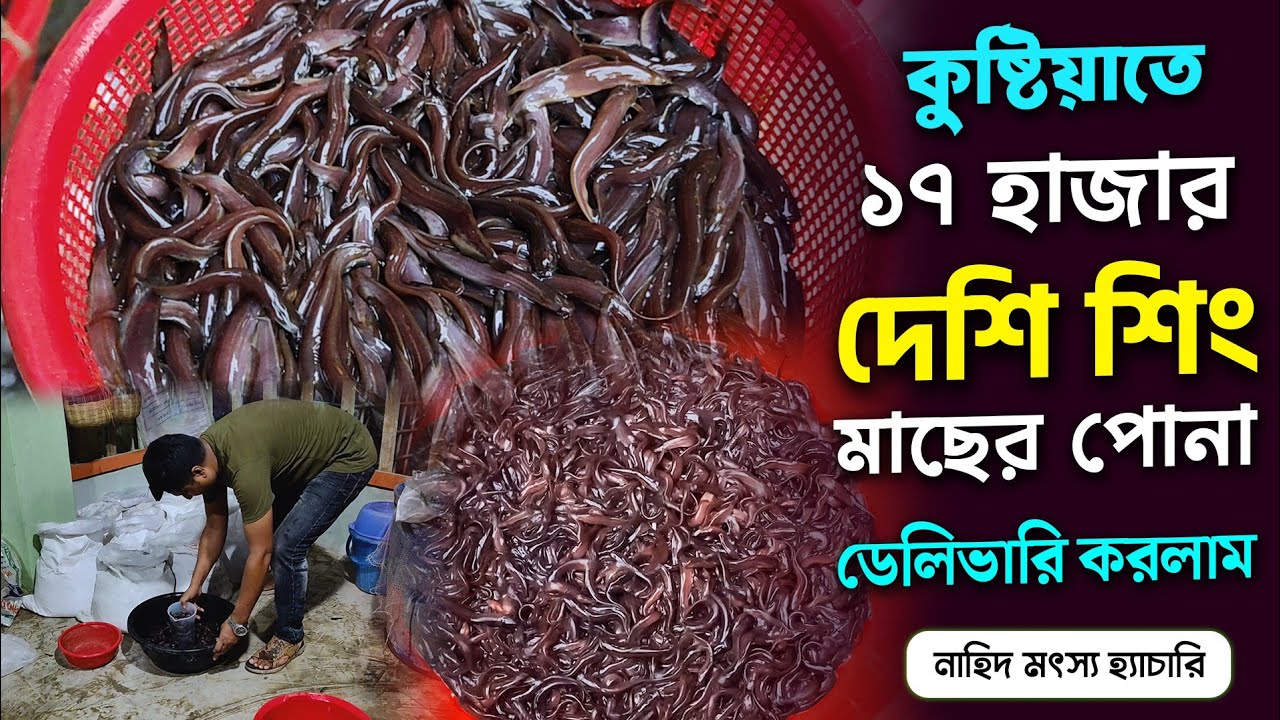 ২০২৫ সালের আপডেট শিং মাছের পোনা স্বল্প মূল্যে সংগ্রহ করুন নাহিদ মৎস্য হ্যাচারি থেকে।