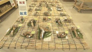 シーズン到来！道の駅に『マツタケ』ズラリ　 例年より2週間ほど早く　「焼いてガブッと食べたい」