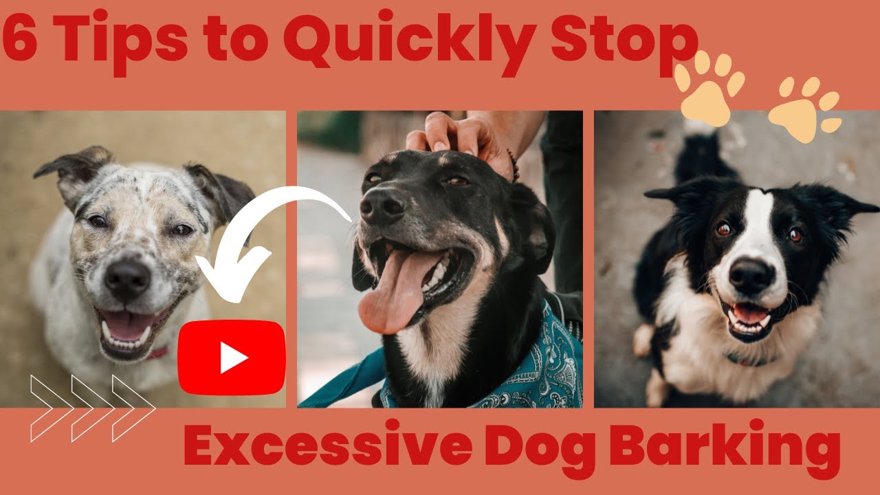 6 Tips to Quickly Stop Excessive Dog Barking YouTube