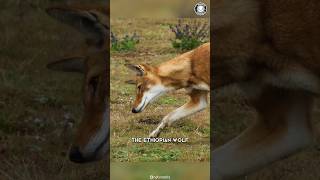 Ethiopian Wolf 🐺 Unbelievable Survival Tactics!