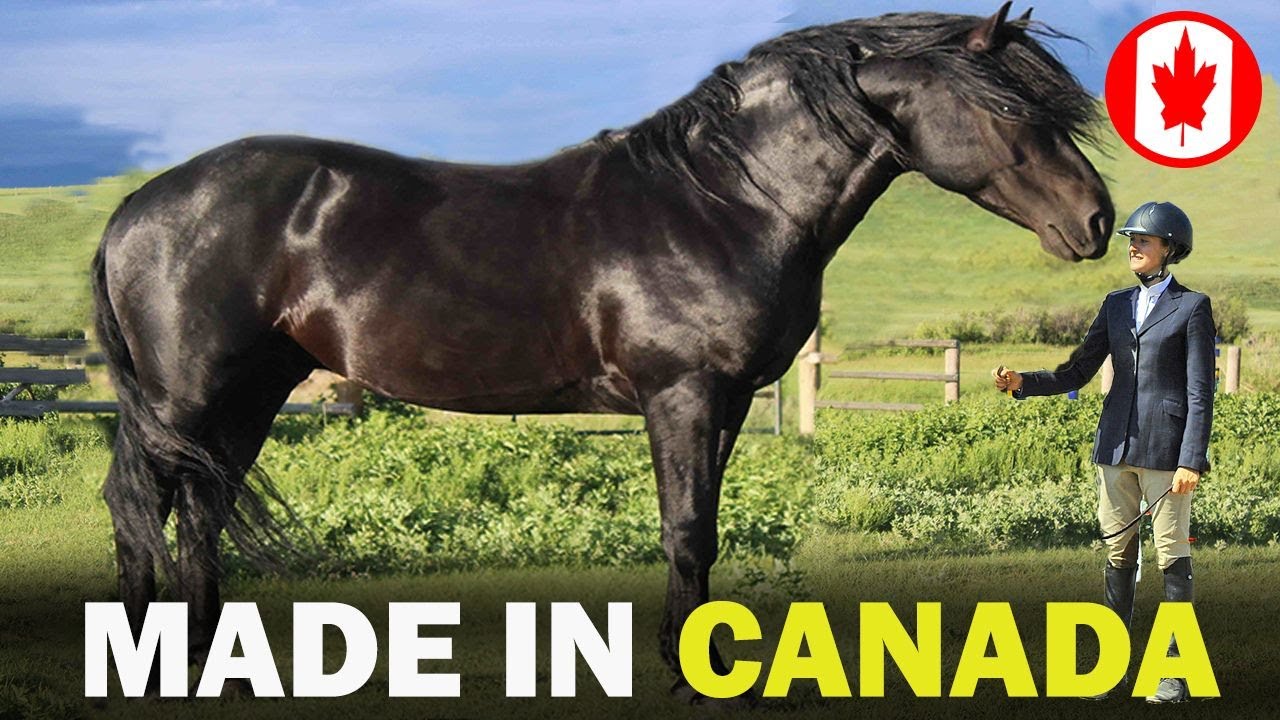 6 RARE Canadian Origin Horse Breeds You Don't Know About!!