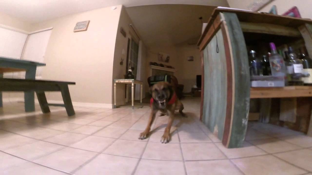 Lil Dy snarling at me after being a bad dog!