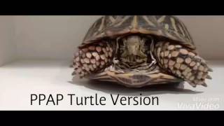 Ppap Turtle Version