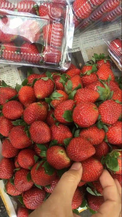 SEGERNYA STRAWBERRY LOKAL 🍓🍓 #Strawberryindonesia