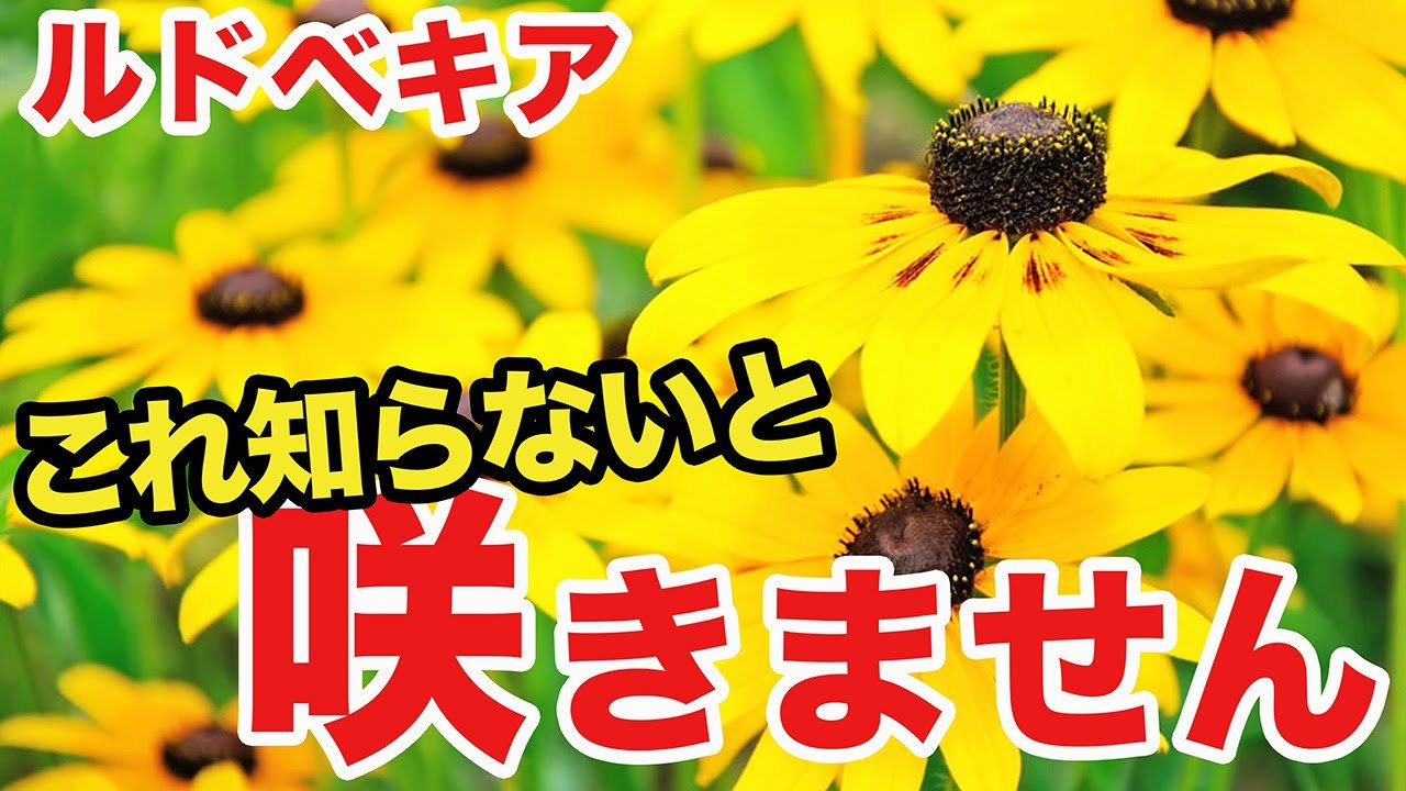 ガーデニング】失敗しにくいルドベキアの育て方と管理方法 - YouTube