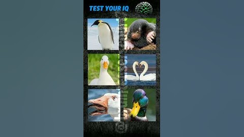MEMORY 🧠 TEST | BRAIN CHALLENGE | IQ TEST #brainchallenge #memorytest #iqtest #puzzle #quiz