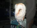 Day 23 of trying to be the most Followed owl on YouTube 💖🦉#birdwatching #birdlove #favorite