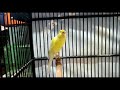 Best Canary singing beautiful