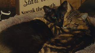 4K TV Wallpaper • 30 Minutes of Ultimate Cat Cuddles (Silent Ambient Mode) screenshot 1