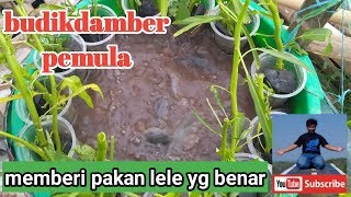 Budikdamber Pemulacara Memberi Pakan Ikan Lele Dengan Benarusaha Sdaningan Menjanjikan