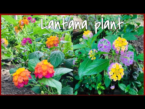 Paano Palaguiin At Paramihin Ang Lantana Plant