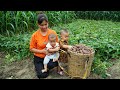 Single mother harvesting sweet potato goes to the market sell gardening farm construction