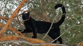Luna the panther and her favorite pines