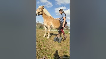 how to teach your horse to step to the mounting block Tutorial