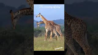 Giraffe fighting