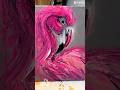 I Tried the Chaotic Flamingo Energy Painting Method